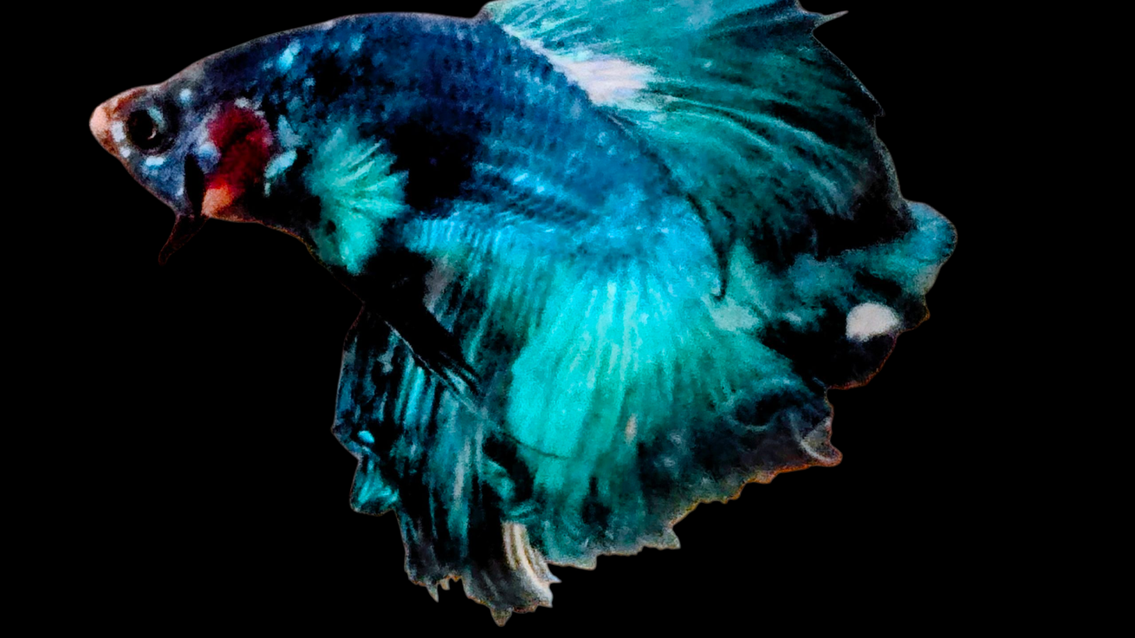 Betta Fish for Sale UK: A Complete Guide to Buying and Caring for Siamese Fighting Fish