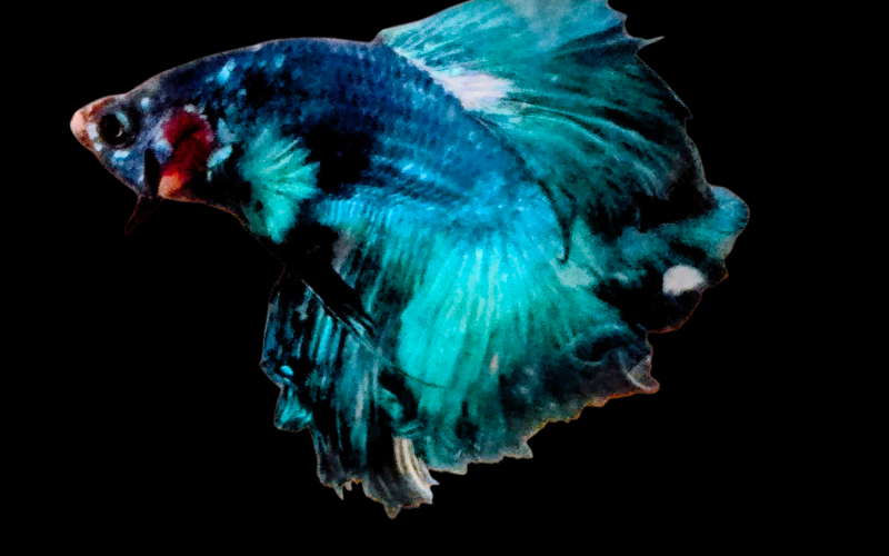 Betta Fish for Sale UK: A Complete Guide to Buying and Caring for Siamese Fighting Fish