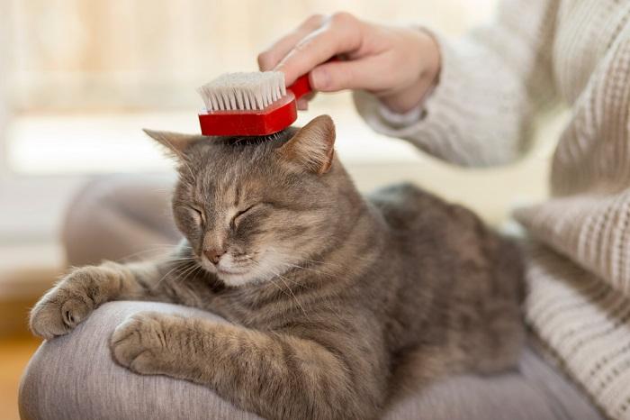 How to Brush the Cat: A Complete Guide to Feline Grooming