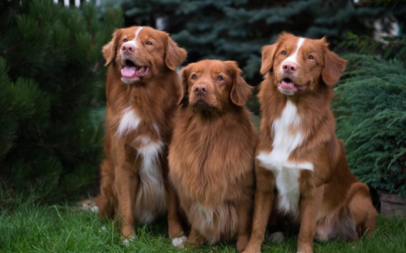 Finding Ethical Duck Tolling Retriever Breeders: A Complete Guide