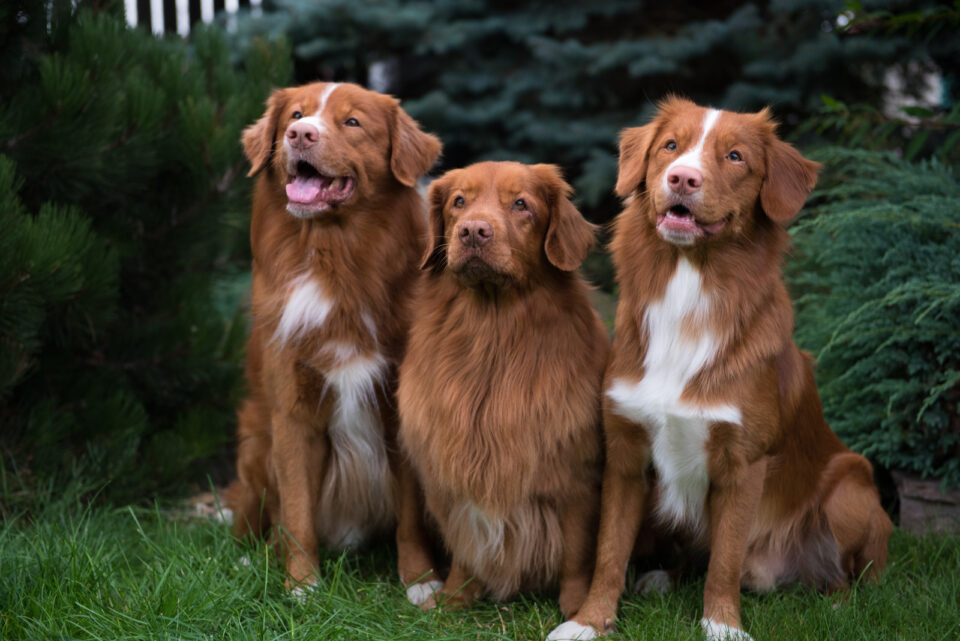 Finding Ethical Duck Tolling Retriever Breeders: A Complete Guide