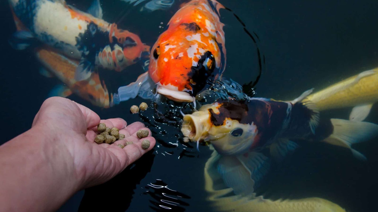 What Is Koi Fish Food and How to Choose the Best Diet for Your Pond
