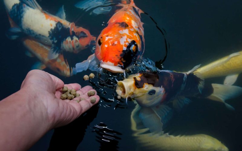 What Is Koi Fish Food and How to Choose the Best Diet for Your Pond